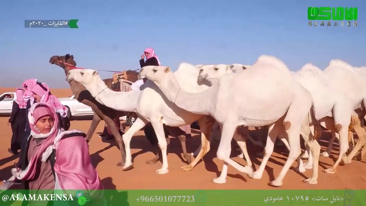 مسيرة الفايزات للمالك فهد بن عامر شليه السبيعي