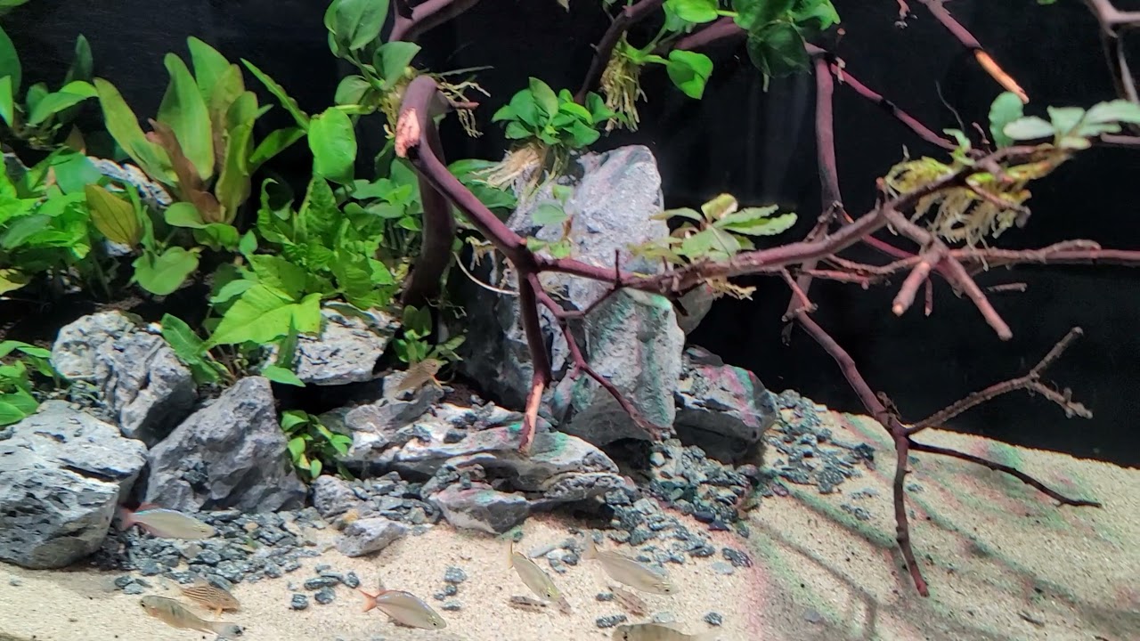 Beautiful community tank aquascape with Oase biomaster thermo 600.