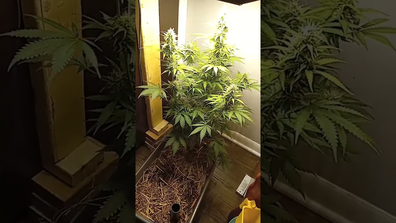 Durban Poison X Wedding cake auto #organic