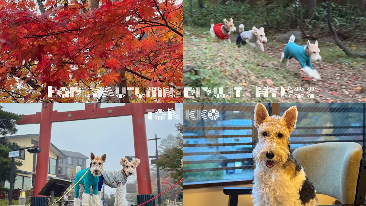 【犬連れ旅行】わんこと一緒に秋の日光へ🍁｜Early Autumn Trip with My Dog to Nikko