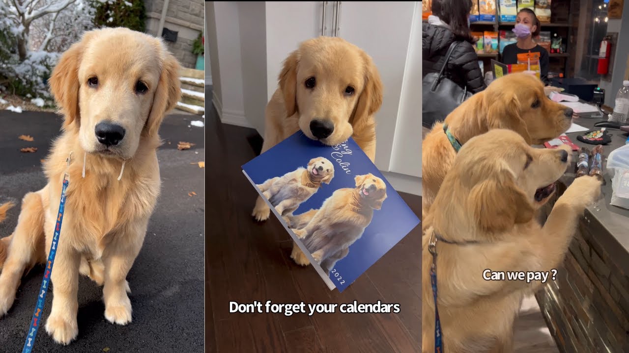 A Week In The Life Of Sterling And Colin The Goofy Golden Retrievers