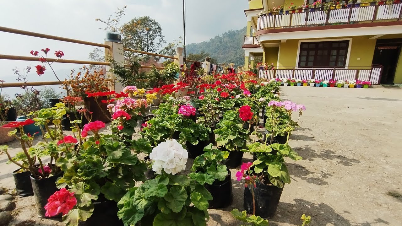 Overall view of my garden( Pura video hernu na vulnu hola☺) January 4th week