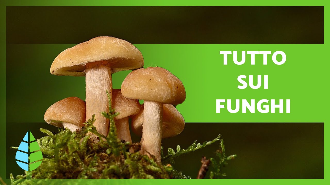REGNO DEI FUNGHI 🍄 (Definizione, Caratteristiche e Classificazione)