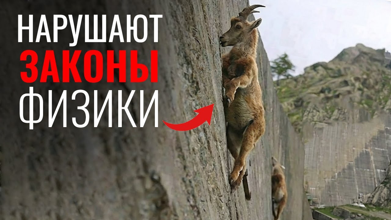 Как Горные Козлы нарушают законы Физики