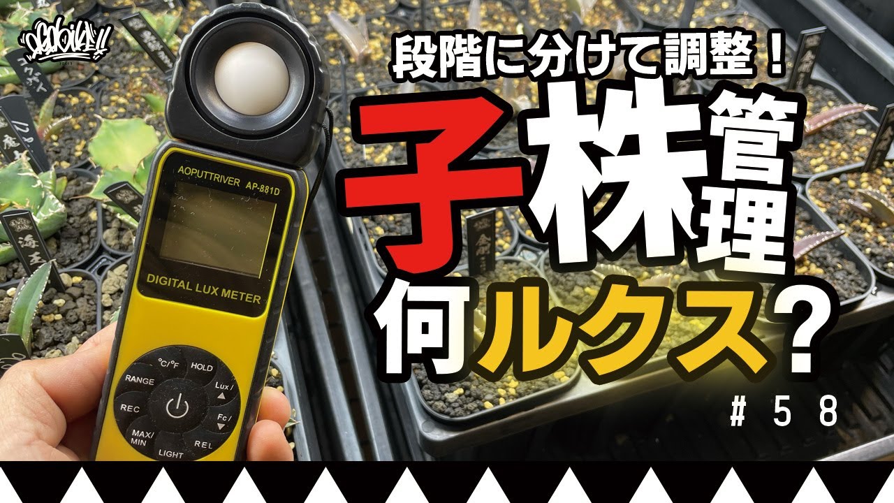 アガベの子株は何ルクスで育成すればいいの？