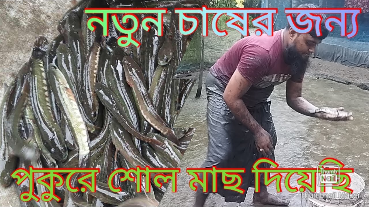 2025 -26 সালের জন্য। 3000 পিস শোল মাছ দিয়েছি। আমার পুকুরে আলহামদুলিল্লাহ। দেশি শোল মাছ। পাইকগাছা