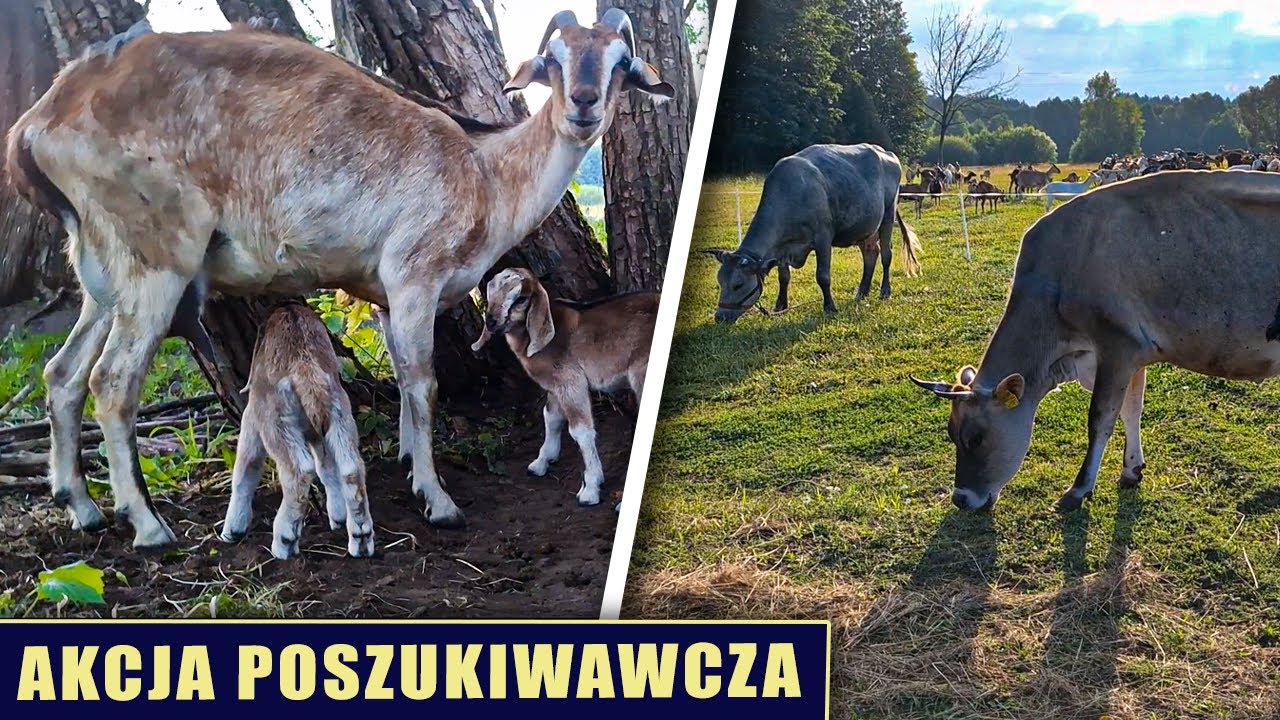 Akcja poszukiwawcza 🧐