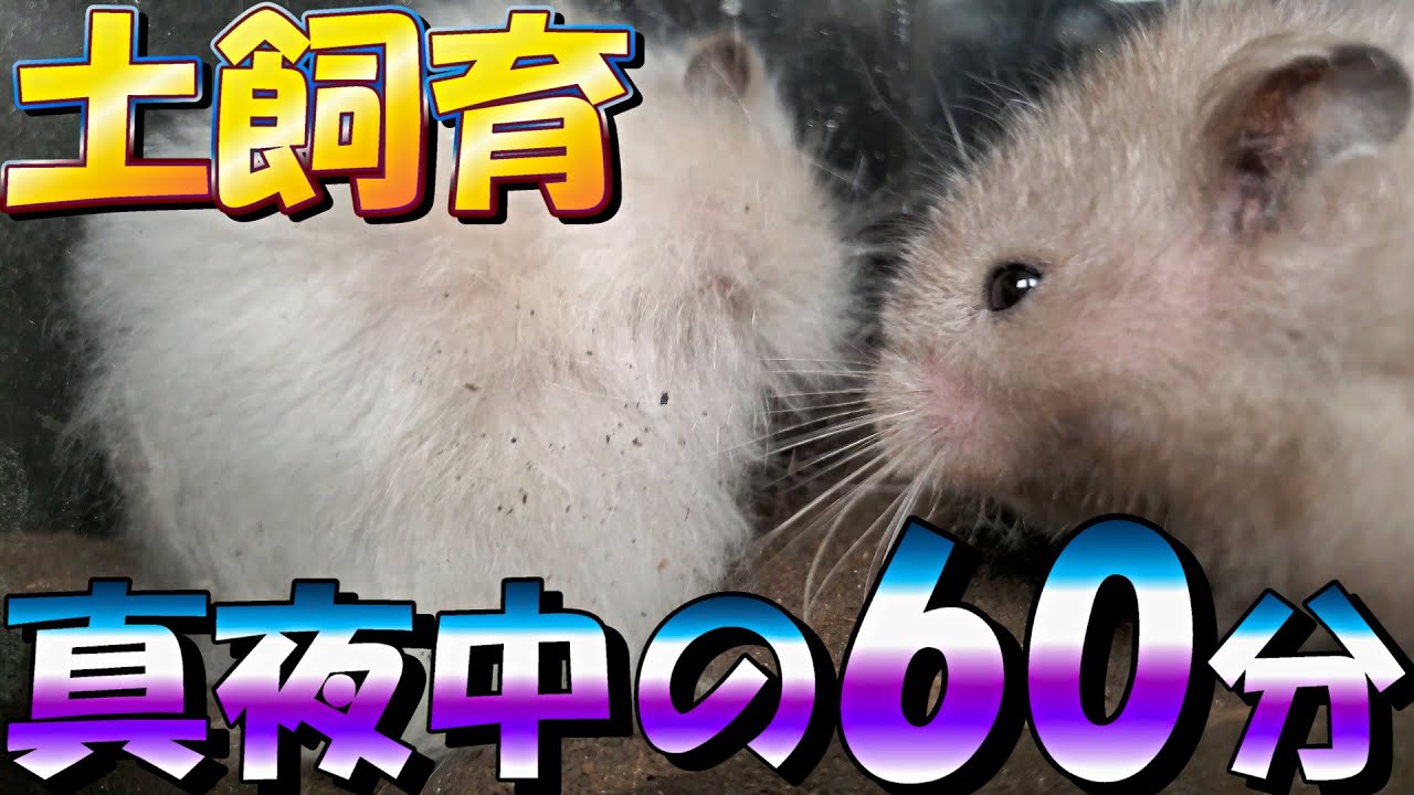【作業用BGM】寝床から追い出された長毛ハムスターを60分間観察する【自然音/土飼育/飼い方/かわいい/ペット/小動物/Keeping hamsters in the soil】