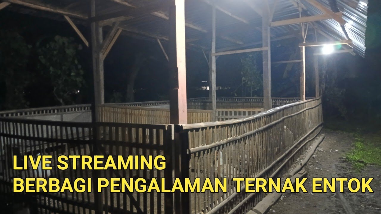 KANG ROY OFFICIAL sedang live sekarang!Berbagi Pengalaman Ternak Entok