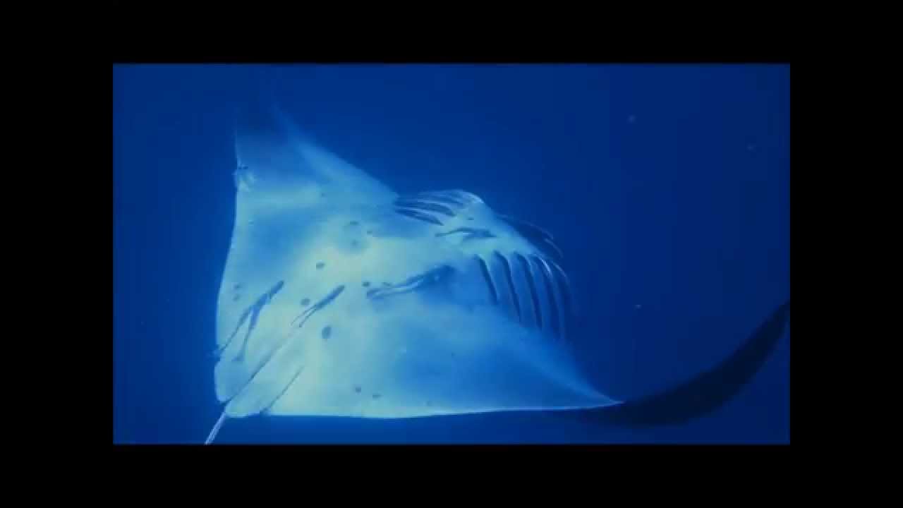 Mayotte 2015 - short version