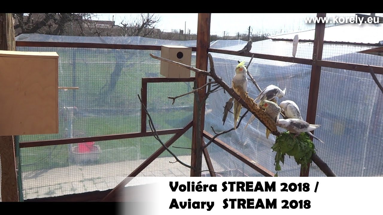 Korela Chocholat&aacute; VOLIERA STREAM 2018 / COCKATIELS AVIARY STREAM 2018 │KorelyEu
