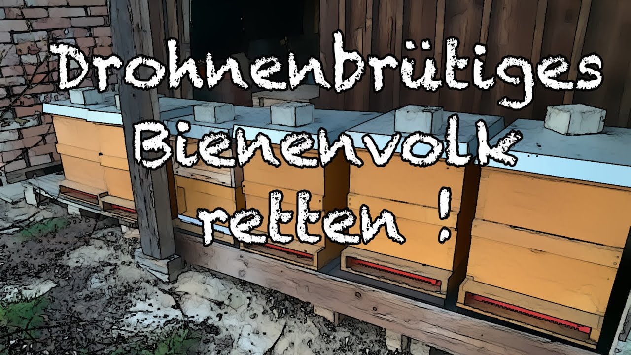 Drohnenbrütiges Bienenvolk retten!