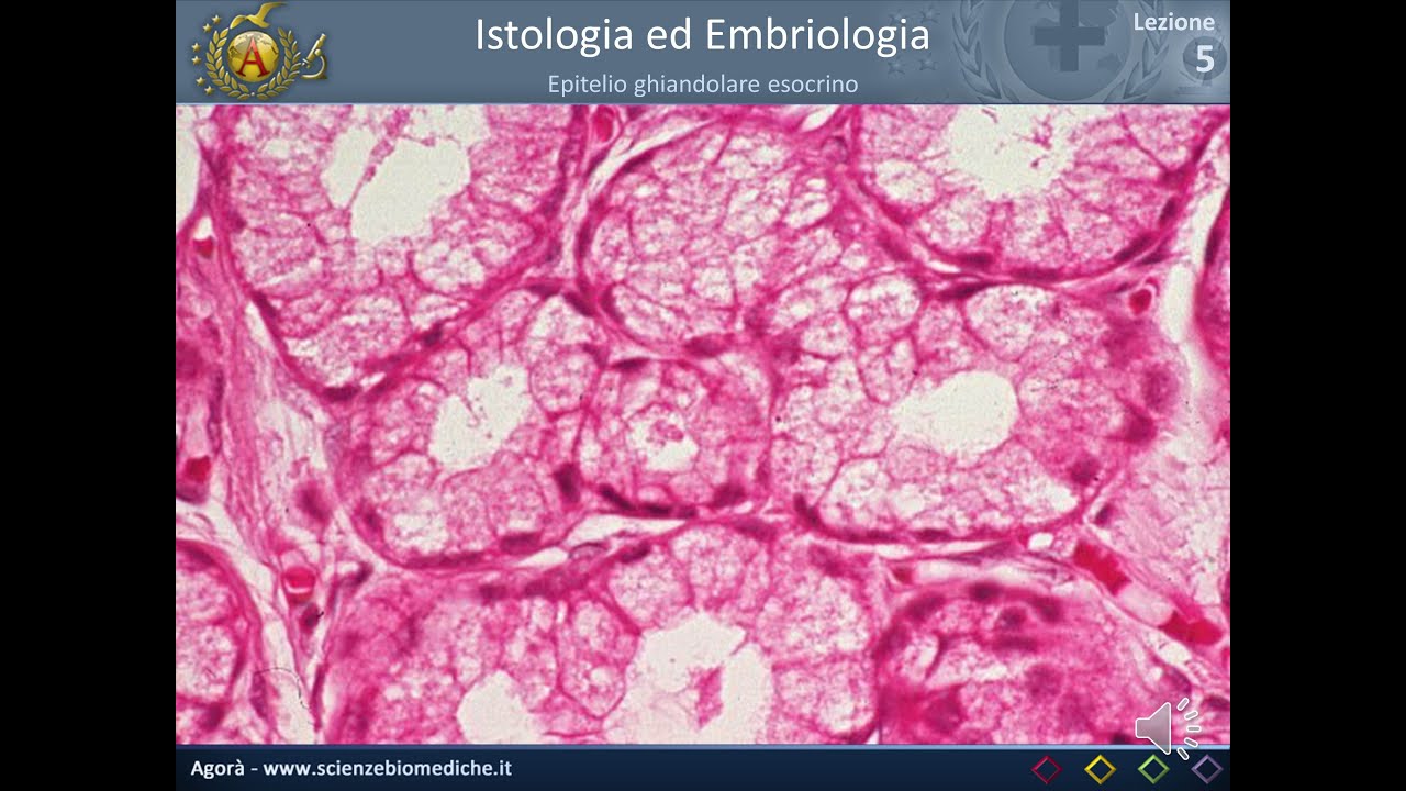 Istologia 05 - Epitelio ghiandolare esocrino