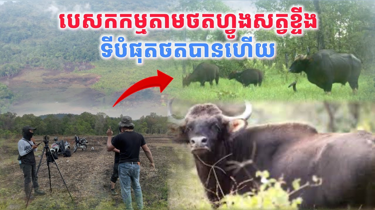 បេសកកម្មតាមថតហ្វូងសត្វខ្ទីងទីបំផុតថតបានហើយ