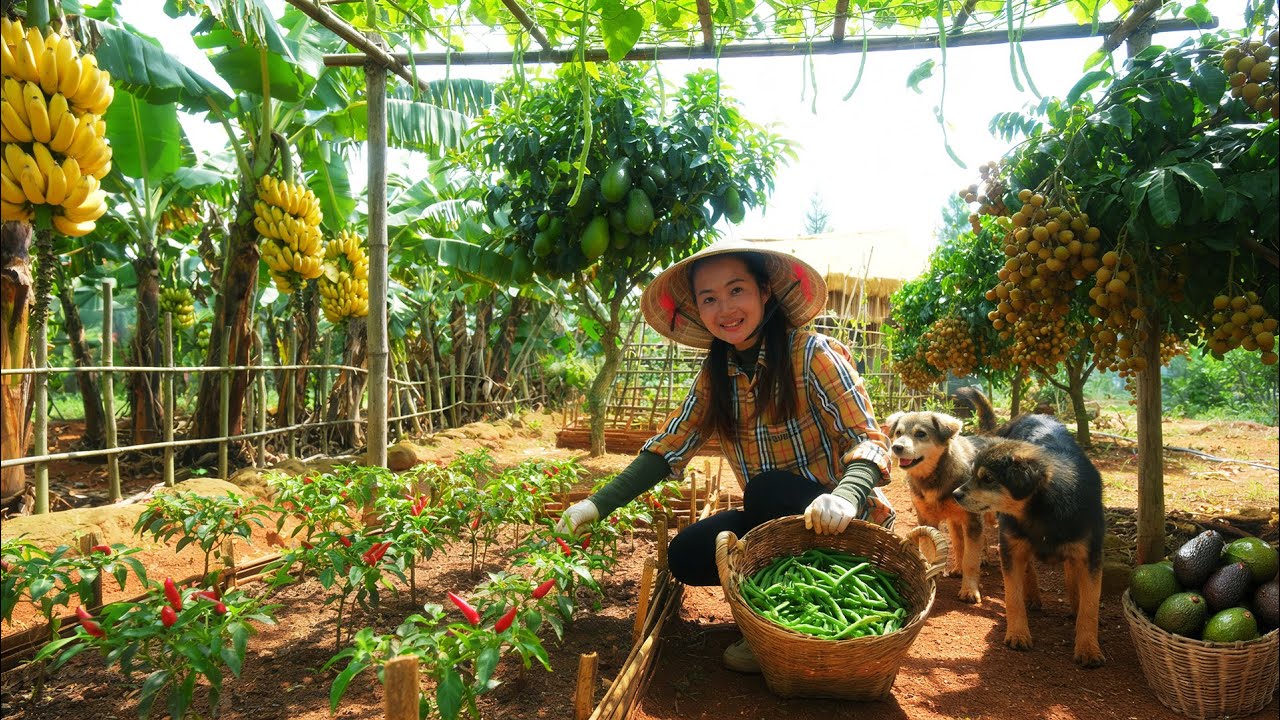 Harvest: Green Beans, Chili, Avocado, Longan.. To Sell And Cook – A Young Girl Lives Alone On A Farm