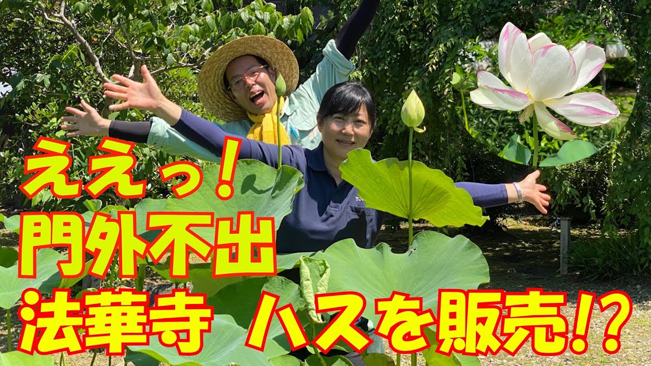 ええっ！門外不出　法華寺 ハスを販売!?