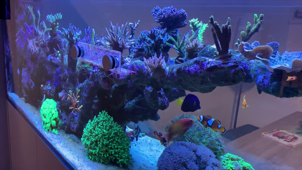 Neue Korallen im Meerwasser Aquarium Red Sea Reefer Peninsula 650