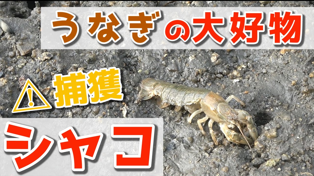 【最強の釣り餌】アナジャコの簡単な捕り方!!【潮干狩り】