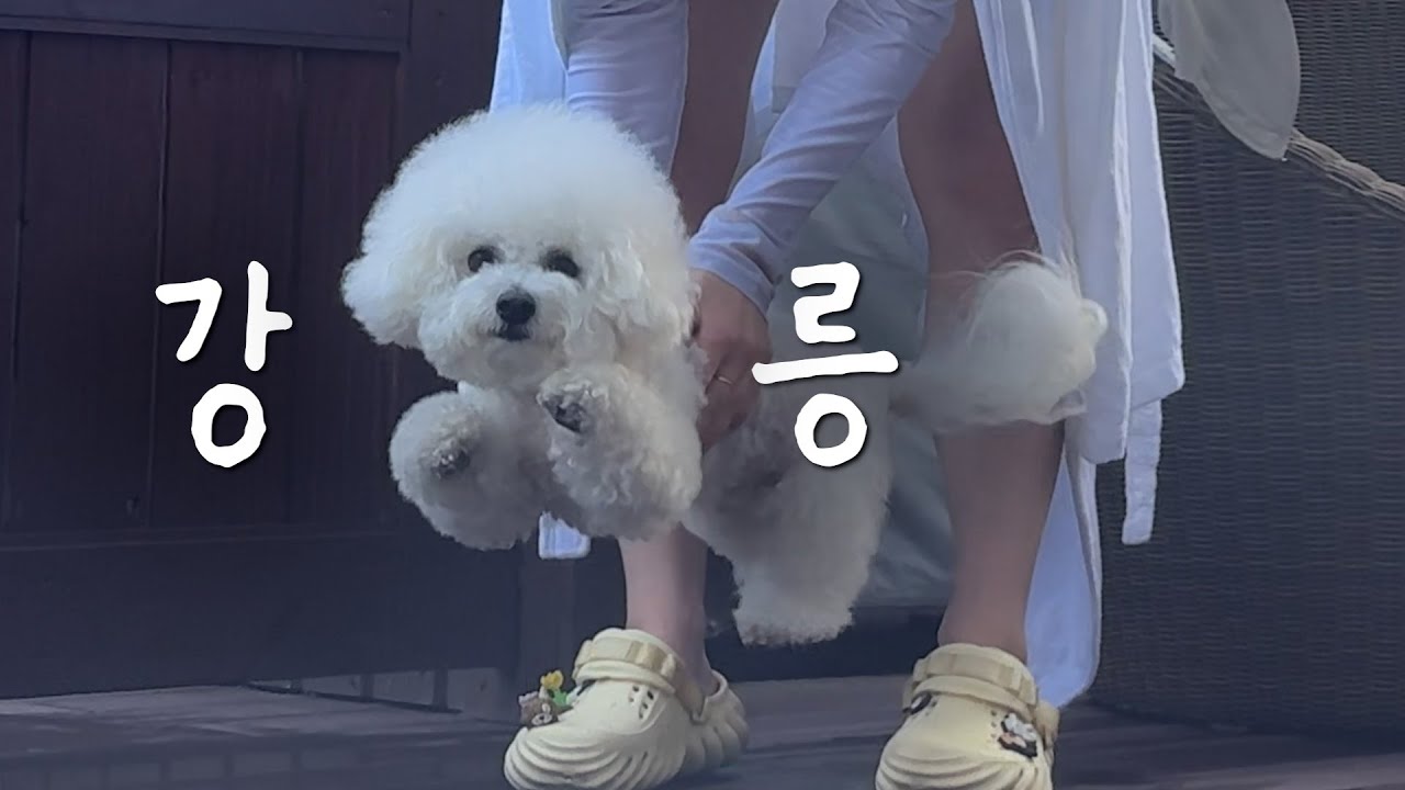 강릉 세인트존스 달라진 점 🐶 강아지랑 2박 3일 강원도 여행 브이로그