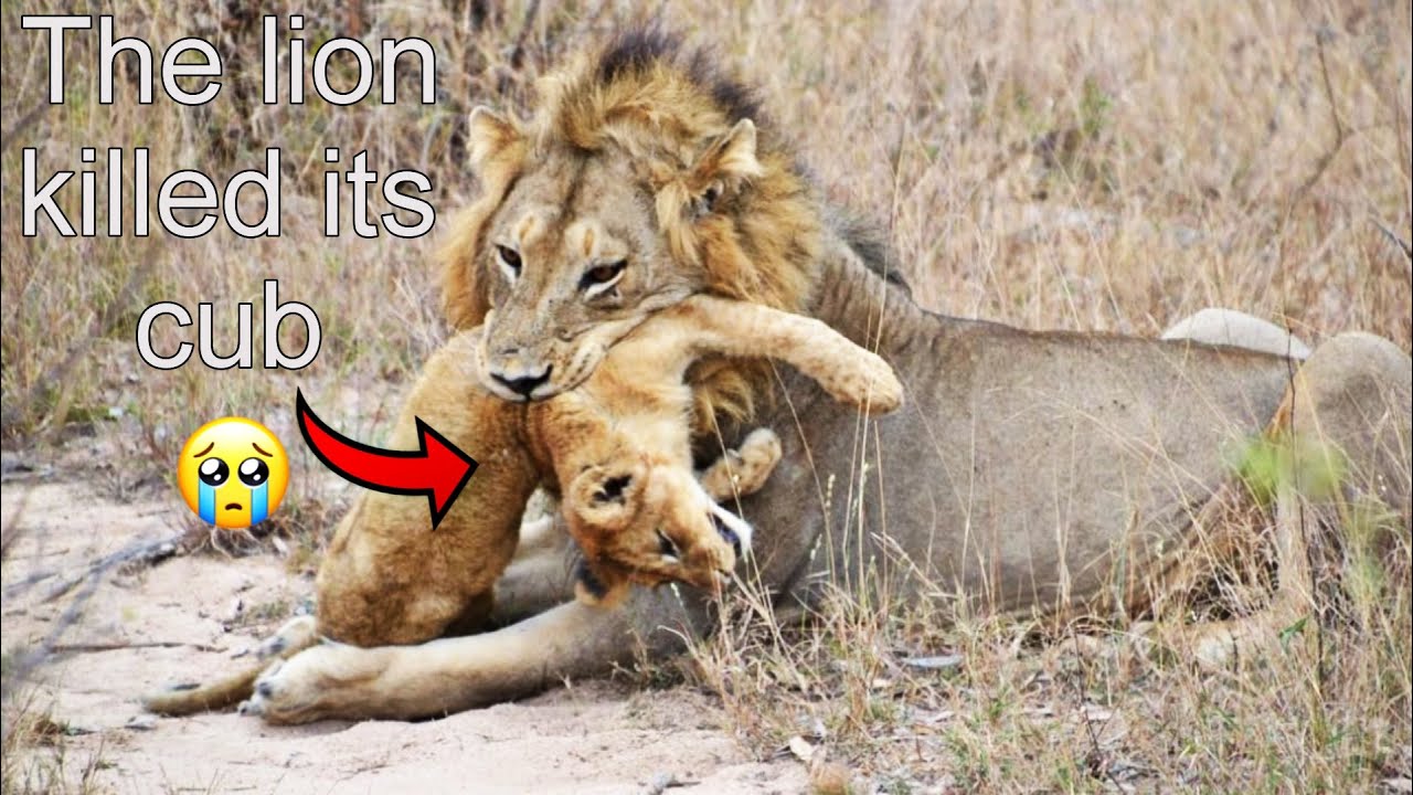The pride lion killed its cub & its mother could not save it kruger national park | latest sightings