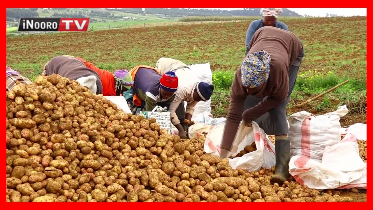 Motaro ma ukuria wa waru na AMIRAN Kenya #MugamboWaMurimi Part 3
