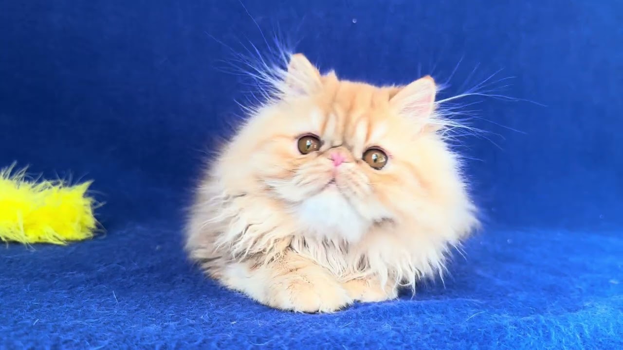 Persian Red  Tabby Female of Majestymeow Cattery!