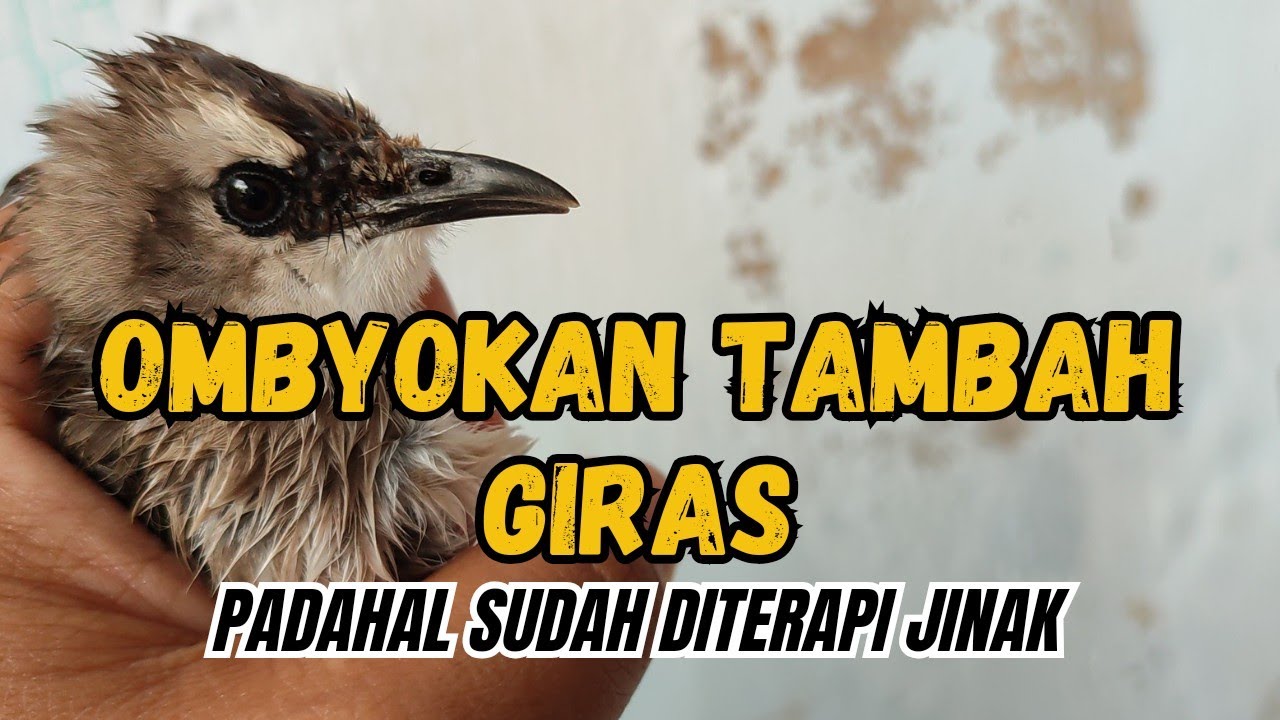 Penyebab burung trucukan ombyokan tambah giras setelah diterapi penjinakkan
