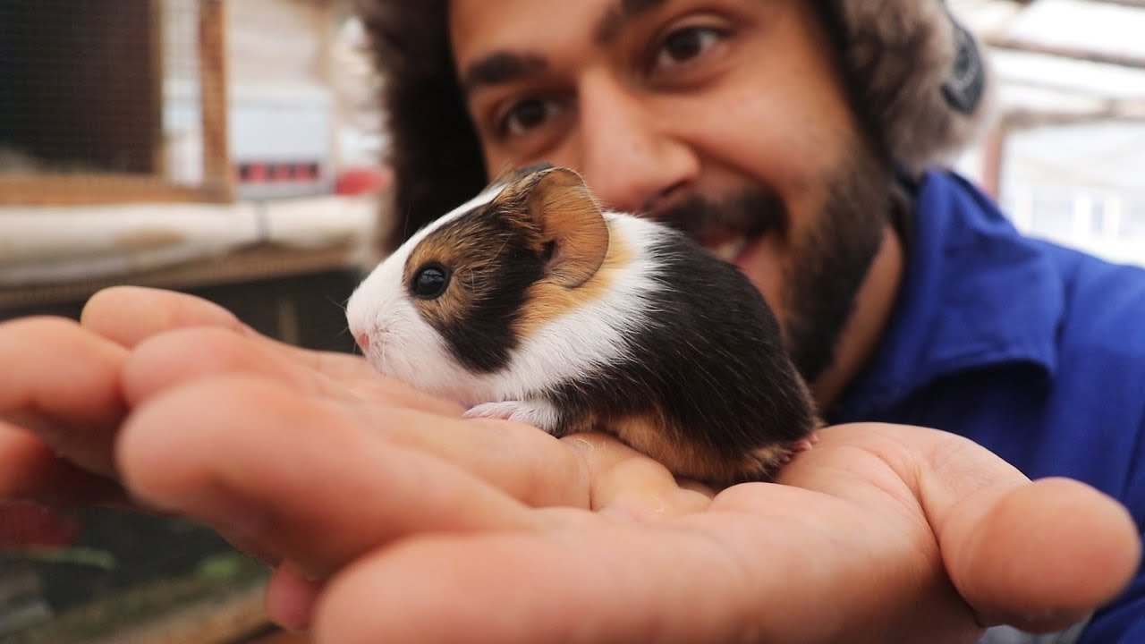 я поймал морских свинок