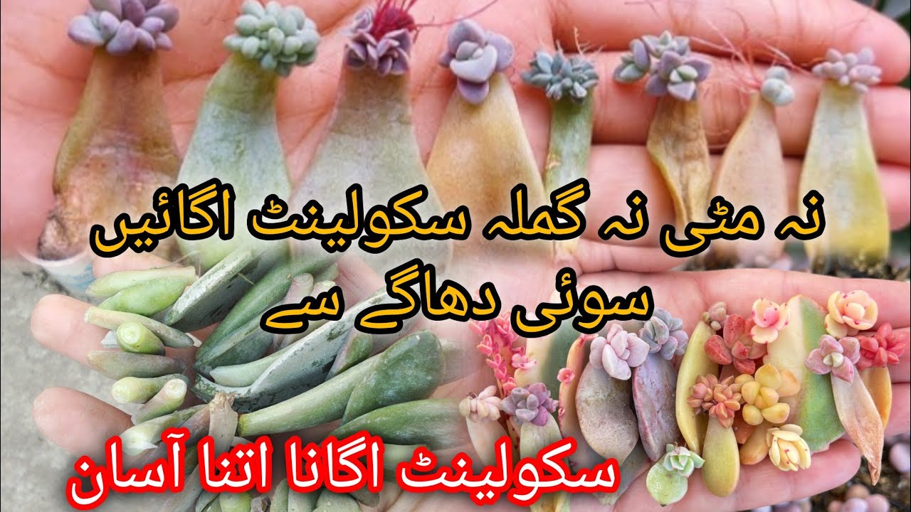 Succulent Leaf Propagation In Different Way | Succulent Grow From Cutting 