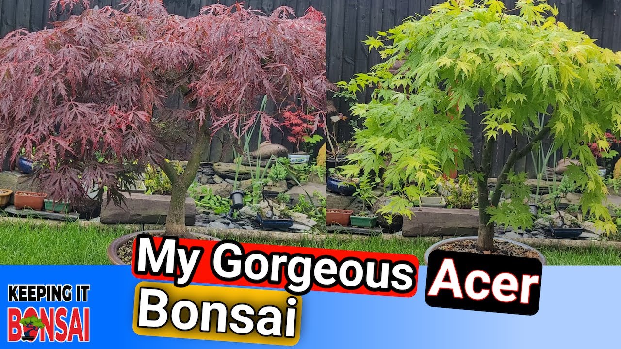 Pruning The Acer Japanese Maple Bonsai & Deliveries from @NotAnotherBonsaiChannel