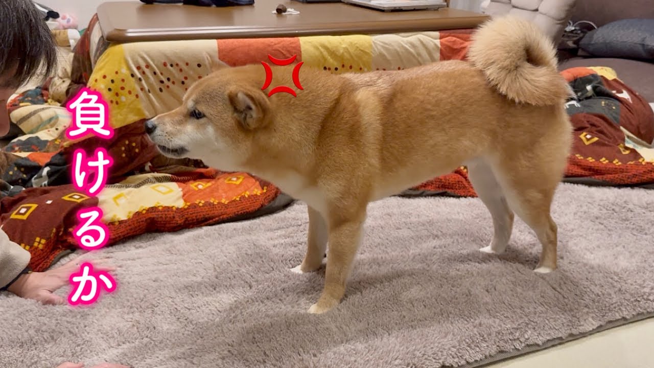 売られたケンカは買う破天荒な柴犬が可愛い
