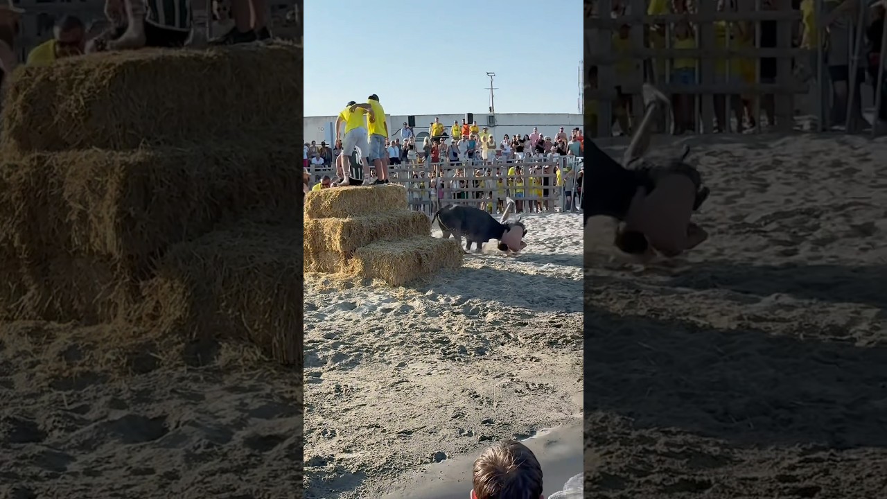 Bachuchage &agrave; la course au plan des Saintes Maries