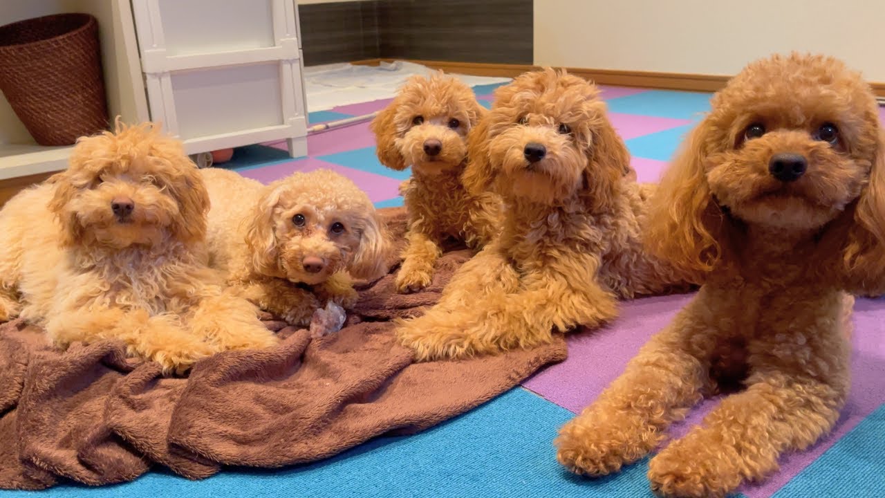 5匹のモップ達と共同生活する事になった日【多頭飼い】