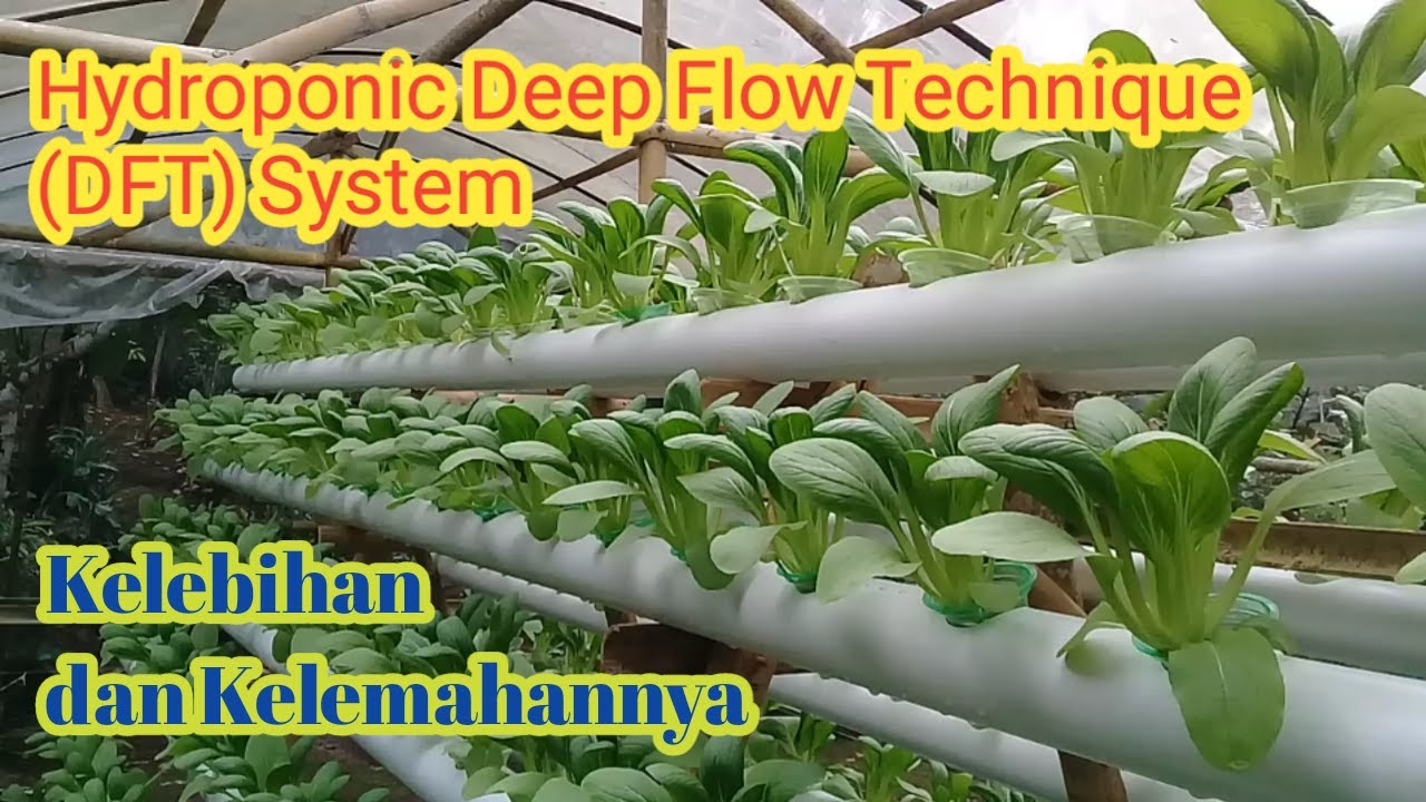 Hydroponic Deep Flow Technique (DFT) System and its Strengths and Weaknesses