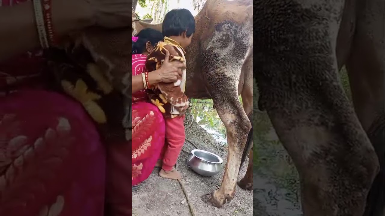 গাইয়ের দুধ  দোয়া ##vlogwithsohelvillagelifestyleinbangladeshbeautiful ##cowvideos 