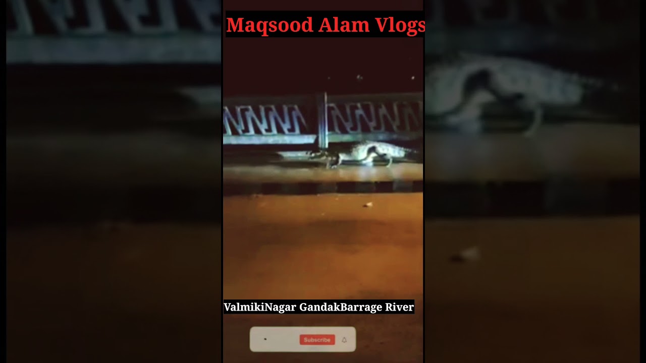 #shortvideo ValmikiNagar Gandak Barrage River Night Time walking on crocodile People catch try again