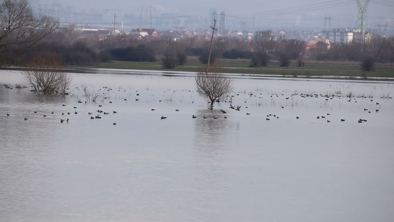 Ligatina në fshatin Gurakuq-Gllavotin-Vushtrri