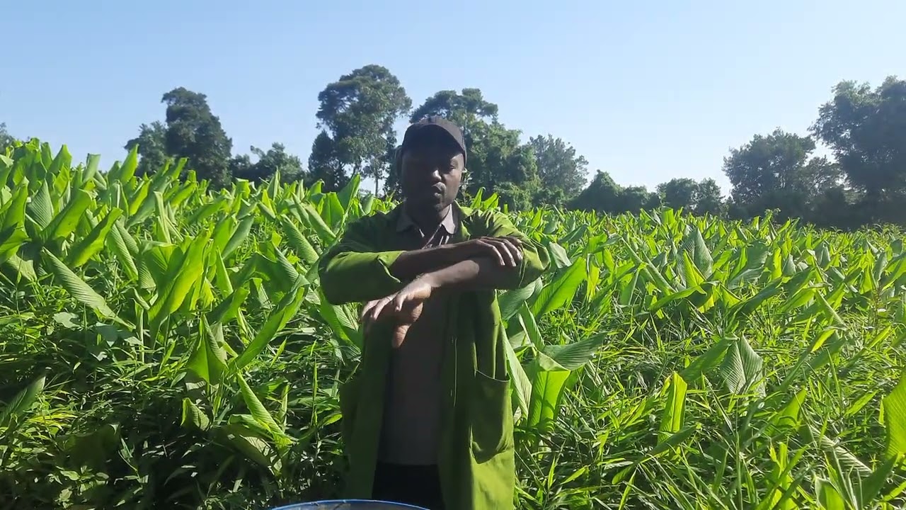 GINGER FARMING TIPS: SPRAYING AND GENERAL GINGER MANAGEMENT