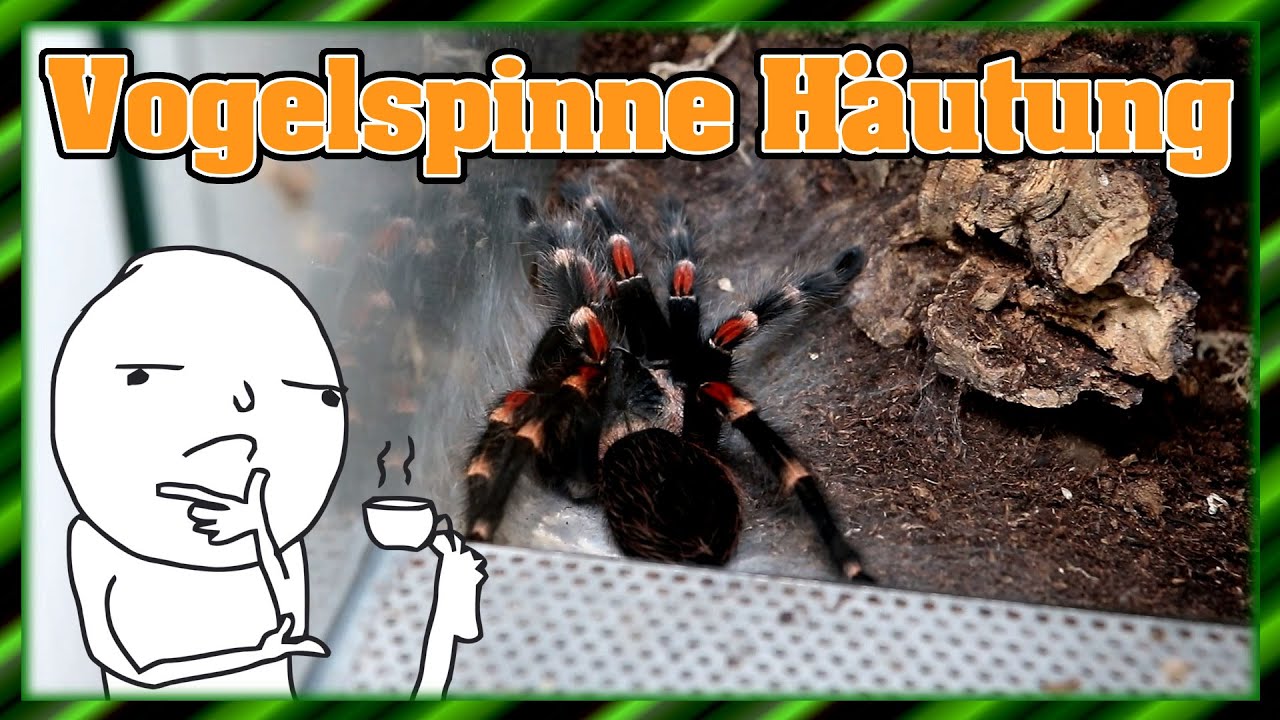 Vogelspinne Häutung | Die Brachypelma auratum zieht sich um