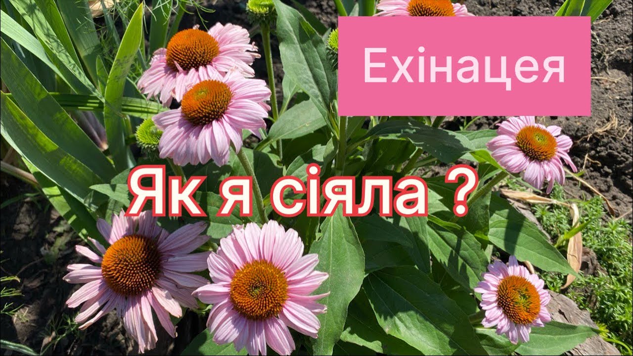ЕХІНАЦЕЯ. Посів зимовий, літнє черенкування .