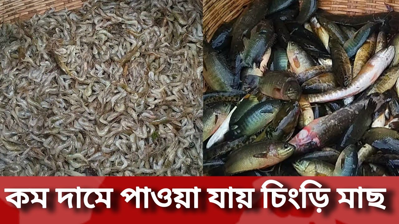 চিংড়ি মাছের জন্য বিখ্যাত | অন্তহরি বাজার | মৌলভীবাজার | Moulvibazar