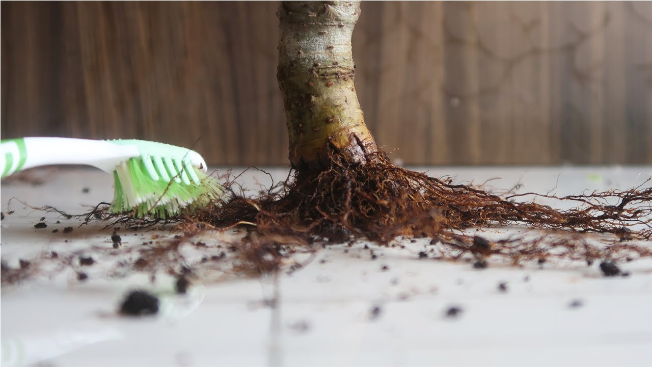 Growing a Bonsai from a Cutting | Bonsai ideas