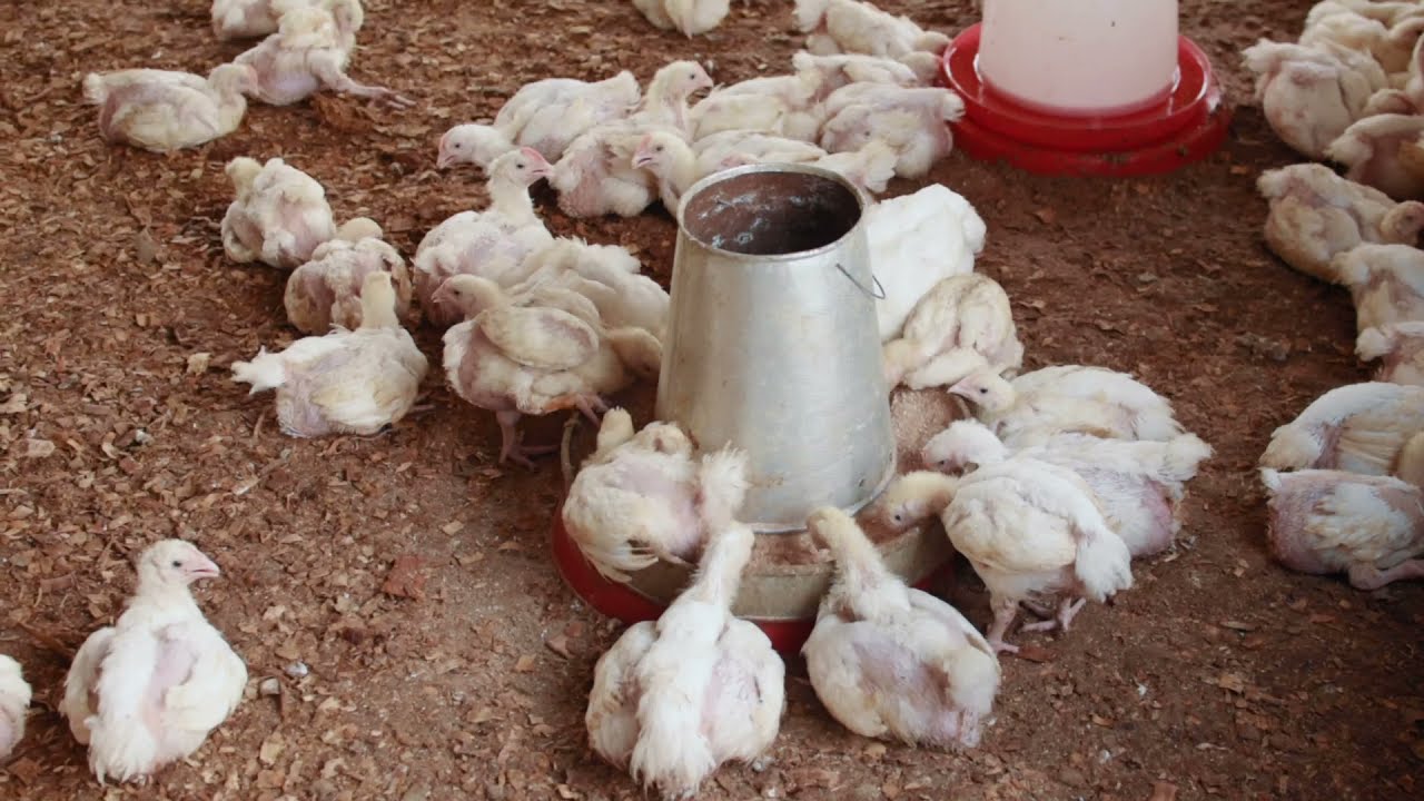 Success tips for Large scale broiler farming in Nigeria