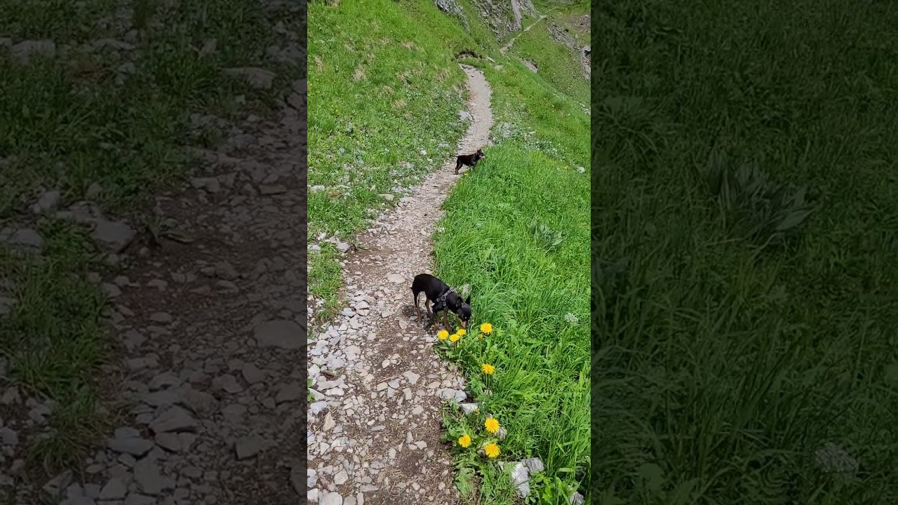Alpen Gras sehr lecker!Tirol.Hahnenkamm.@irinabogatykh5278