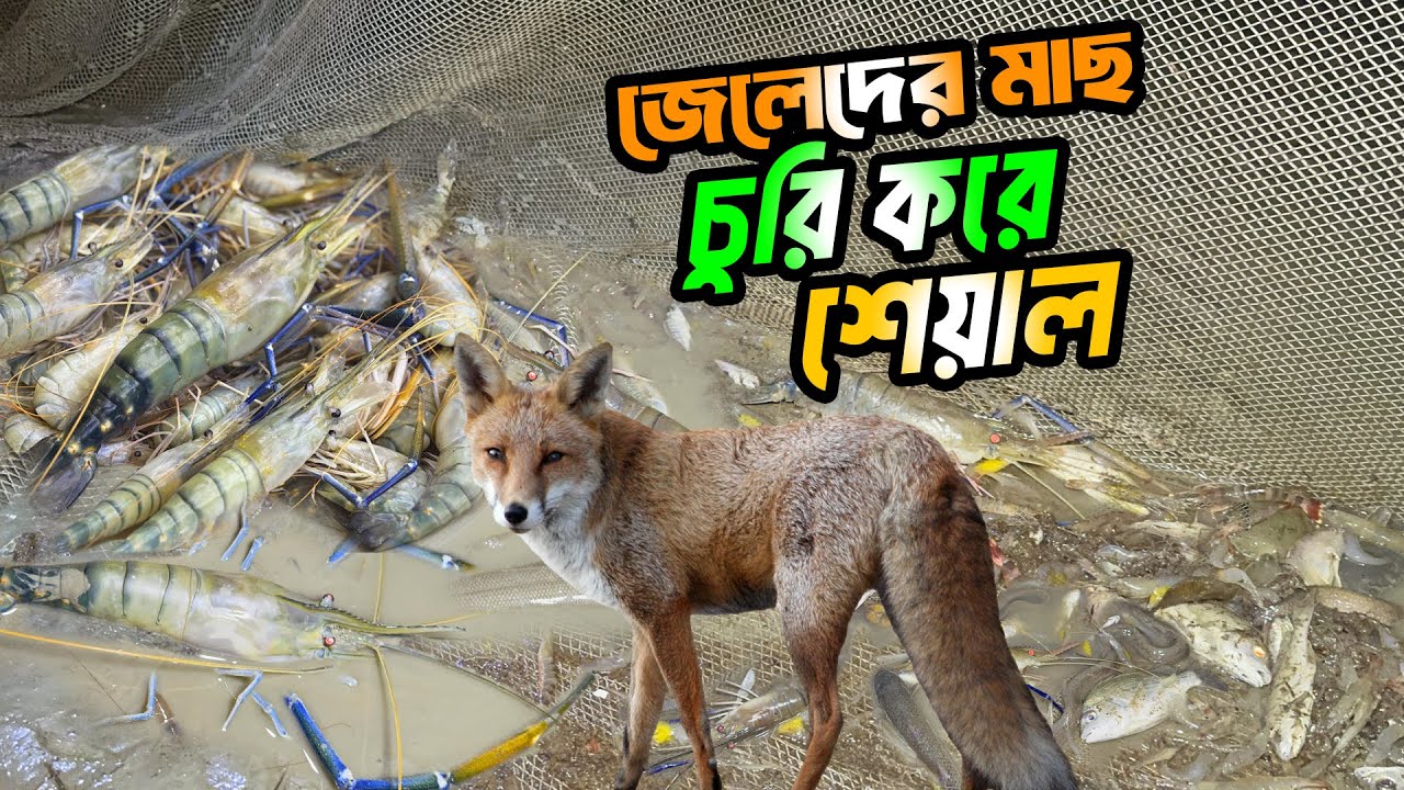 Fishermen's fish thief fox | Lobster shrimp in the Sundarbans | Fishing Video | Adventure BD