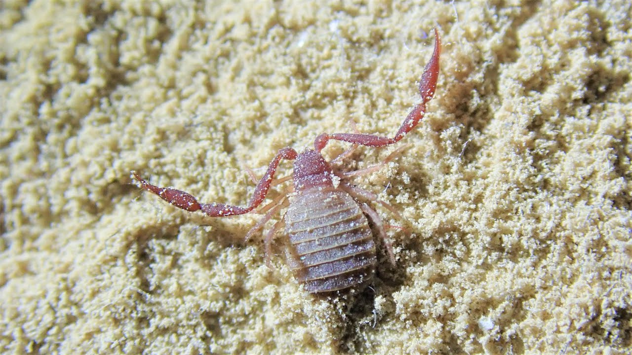 Endemic Species of Mitchell Caverns