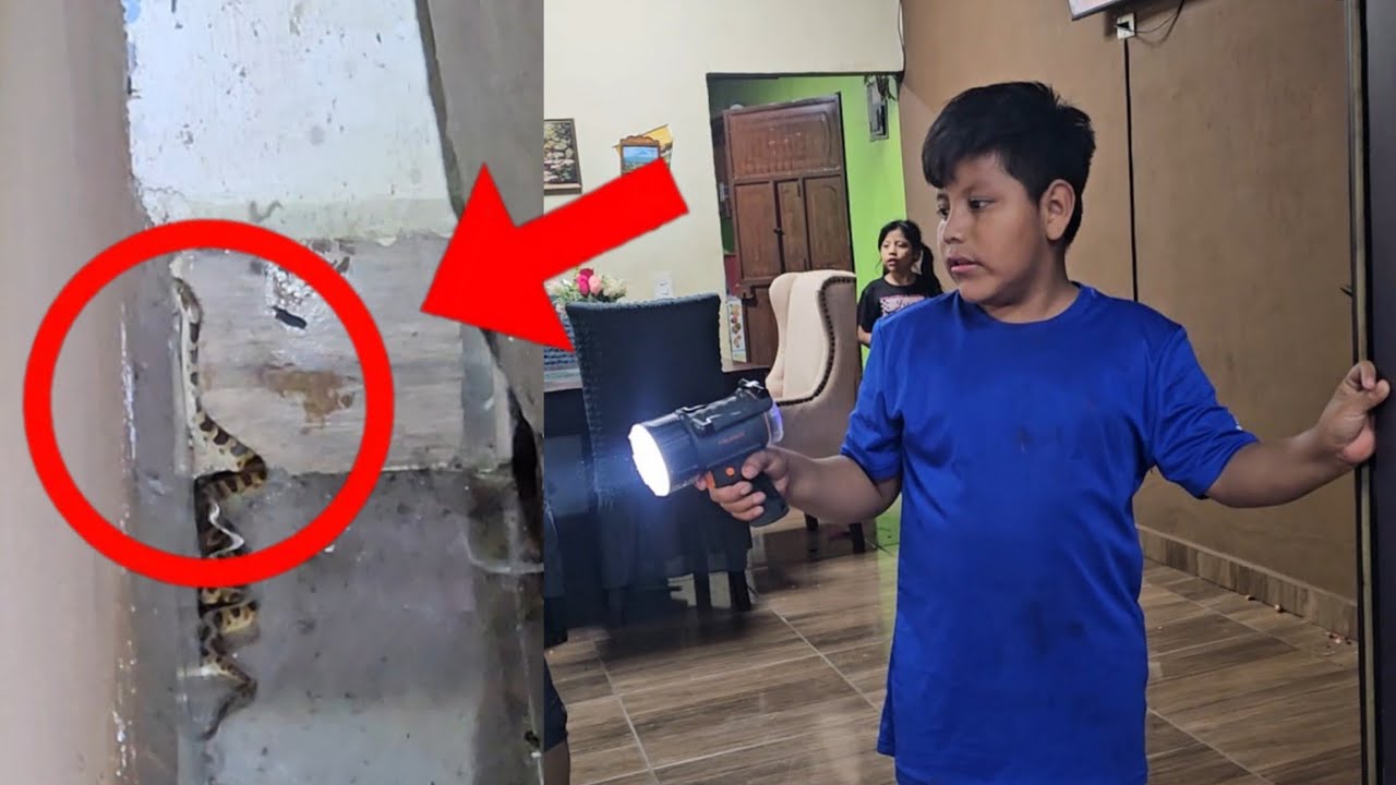 Urgente Enorme Serpiente Casi Le Pica A Mi Hijo Alex😭 Estaba En La Sala😱 
