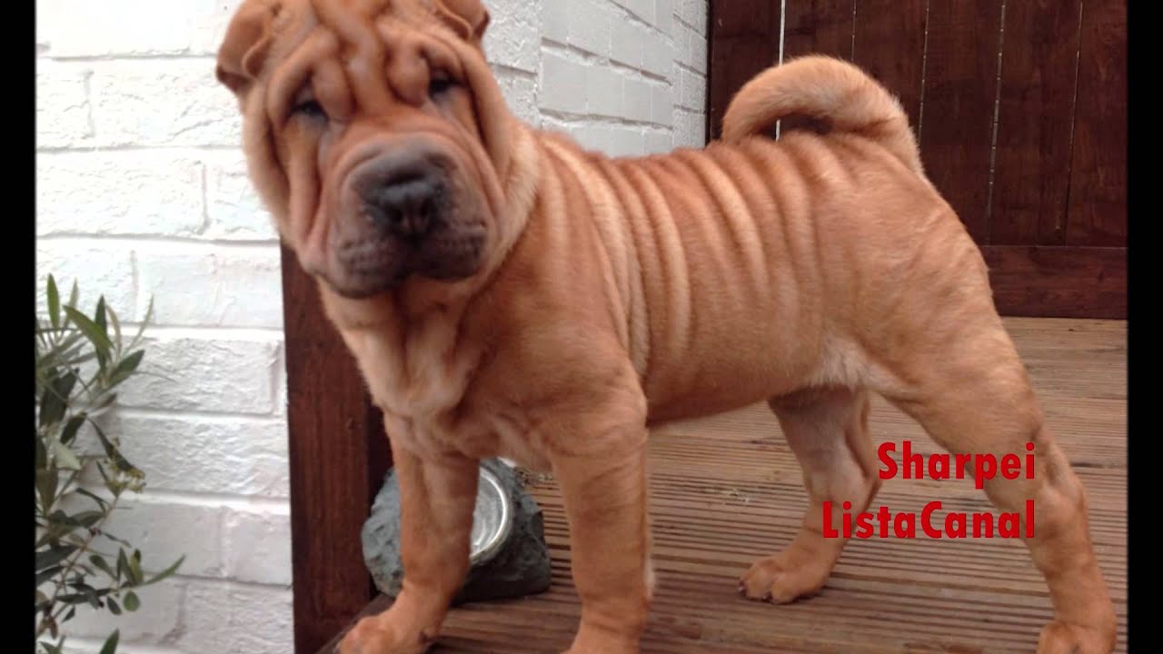Razas de Perros  Todo Sobre El Sharpei