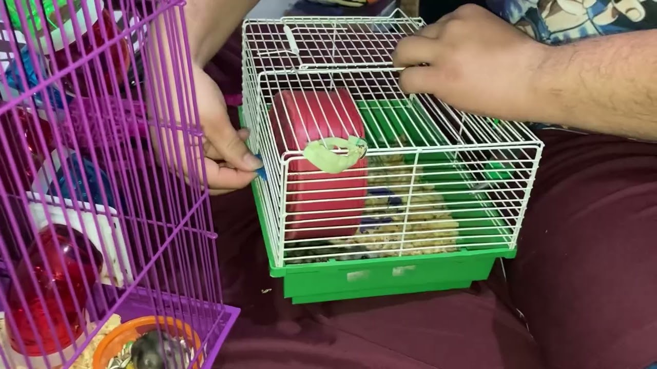 Dia de faxina na gaiola dos nossos hamsters 🐹