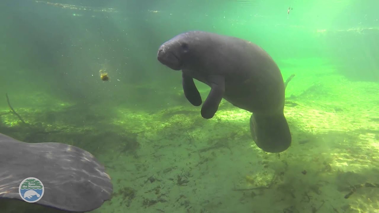 1st Day of Manatee Season